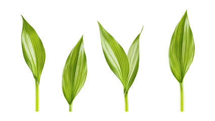Obraz premium Four green leafs on a transparent background,Four Lily of the valley Leafs Isolated,Four Tropical Plant Leaves,leaf transparent png,Decoration work, green plants,Four green leafed plants, Ai