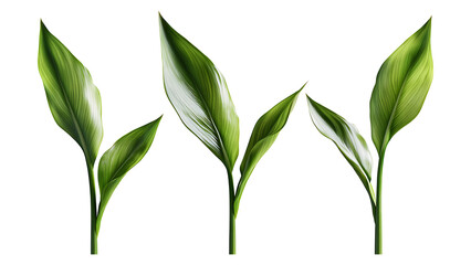 Four green leafs on a transparent background,Four Lily of the valley Leafs Isolated,Four Tropical Plant Leaves,leaf transparent png,Decoration work, green plants,Four green leafed plants, Ai