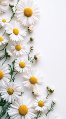 Fototapeta premium Flat lay composition of blooming chamomile flowers with green stems on a clean white vertical background. Minimal natural wallpaper with copy space, perfect for floral or wellness design mockups.