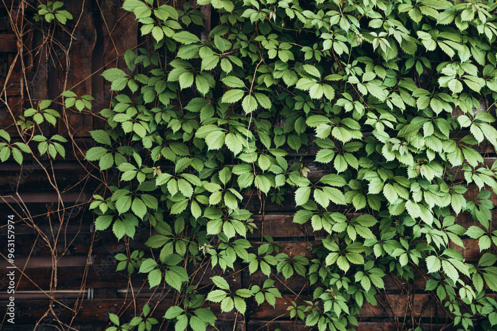 Wall mural the leaves of green wild wild grapes are curling on a wooden fence. natural texture of wild grape le