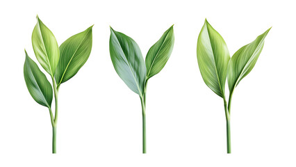 Fototapeta premium Four green leafs on a transparent background,Four Lily of the valley Leafs Isolated,Four Tropical Plant Leaves,leaf transparent png,Decoration work, green plants,Four green leafed plants, Ai