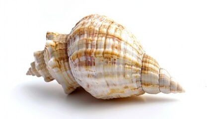 Obraz premium shell. sea shell. seashell rotates. seashell rotates on a white background 