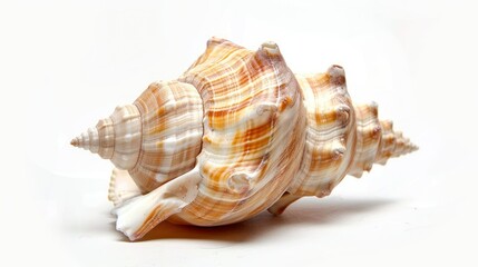 Obraz premium shell. sea shell. seashell rotates. seashell rotates on a white background 