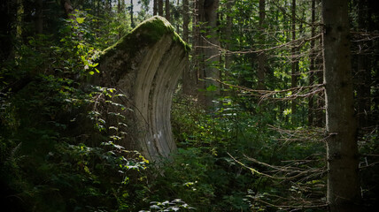 bunkier i las © Marcin