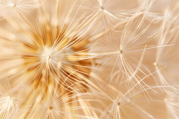 Dandelions seeds closeup background, as delicate beige wallpaper.