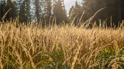 Tall grass field in sunny August afternoon in Latvia