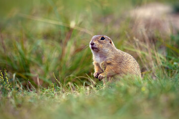 European ground squirrel (Spermophilus citellus), also known as the European ground squirrel, portrait of a small rodent in its natural habitat.
