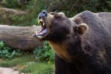 The Kamchatka brown bear (Ursus arctos beringianus), also known as the Far Eastern brown bear, portrait of a large male with an open mouth on a white background. Portrait of a big bear.