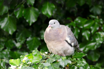 Portrait of a wood pigeon perching on a tree branch