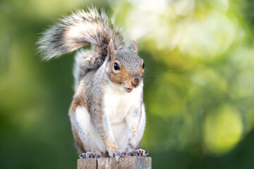 Portrait of a cute grey squirrel standing on a garden fence post