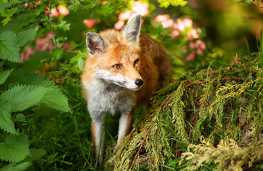 Portrait of a cute red fox in a forest