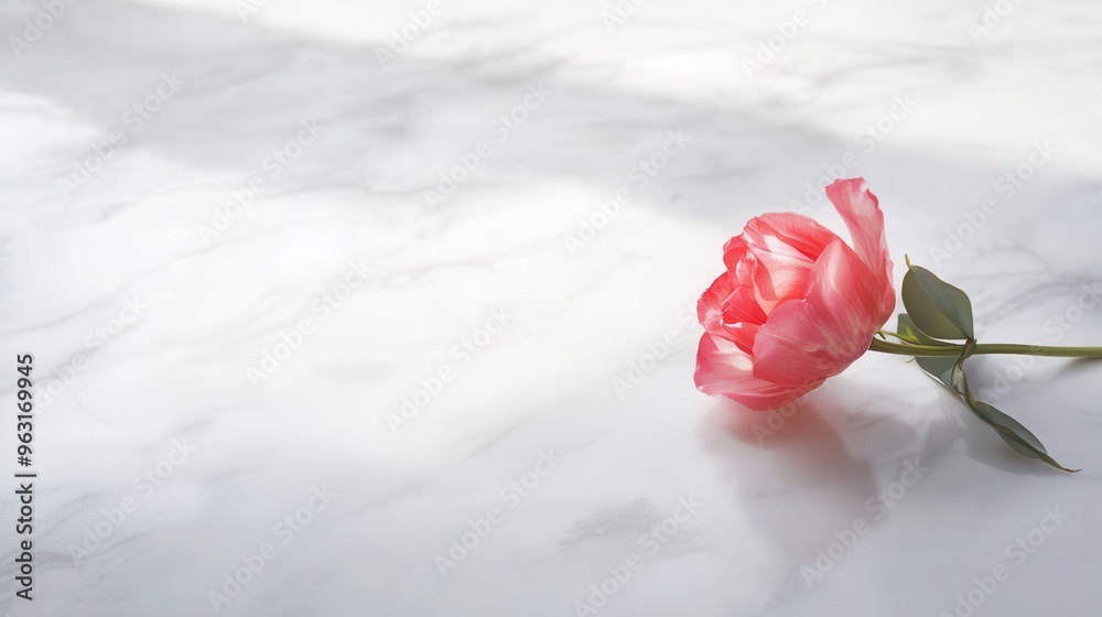 Poster a delicate tulip lies on a smooth white marble surface, capturing the essence of simplicity and beau
