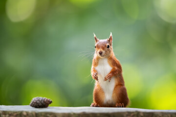Naklejka premium Portrait of a cute playful red squirrel standing on a tree stump