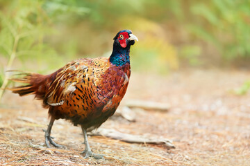 Portrait of a male common pheasant walking in the meadow