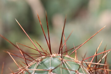 kaktus Opuntia Hybr. Rom rot brauner Neutrieb łososioworóżowy