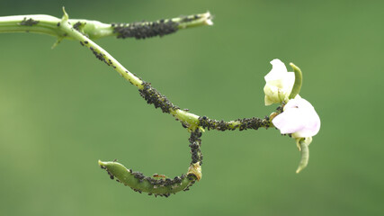 Close-up image of aphid colony on green background.