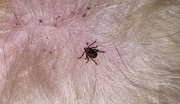 a small tick in the skin of a dog