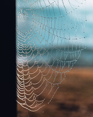 Spinnennetz mit Morgentau