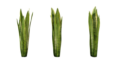 Three Sansevieria Plants Isolated on Black Background