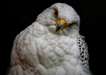 A close up of a Gyrfalcon (Gyr)