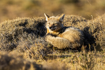 Patagonia Grey Fox, Pseudalopex griseus, Torres del Paine National Park, Chile