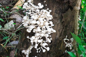 White mushrooms grow all over on a dried mango tree in the rainy season, in Myanmar. This type of mushroom is sweet and delicious when fried and with clear soup.