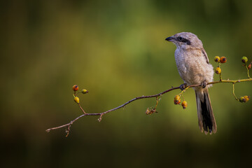 Grey Shrike on a branch