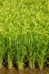 夏の田園風景 鳥取県 郡家町