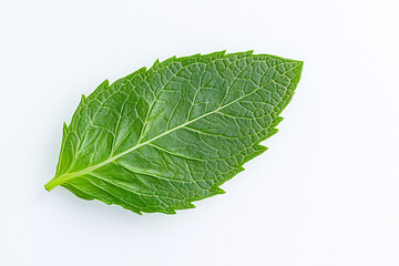 Obraz premium Fresh mint leaf isolated on white background, Close up shot green mint leaf, Peppermint leaf on white 