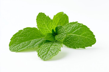 Fresh mint leaf isolated on white background, Close up shot green mint leaf, Peppermint leaf on white