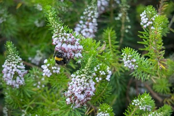 Bourdon qui butine, bruyère