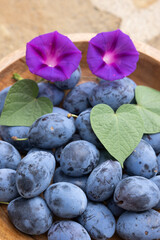 Fototapete bei efototapeten.de bestellen   