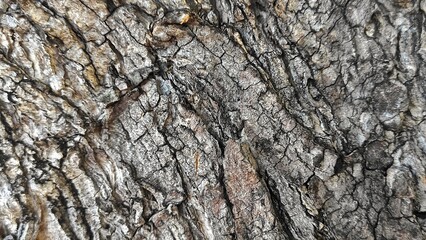 Close-up of rough tree bark texture with intricate patterns and cracks, showcasing the natural beauty and complexity of aged wood
