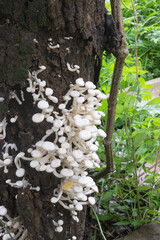 White mushrooms grow all over on a dried mango tree in the rainy season, in Myanmar. This type of mushroom is sweet and delicious when fried and with clear soup.