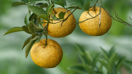 Close-up image of grapefruit, which contains high amounts of vitamin c.