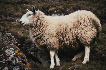 Scottish Sheep Standing in Rocky Highlands Landscape