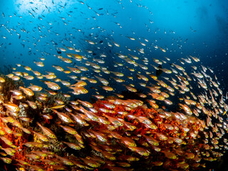 Unterwasseraufnahmen aus Indonesien Region Raja Ampat