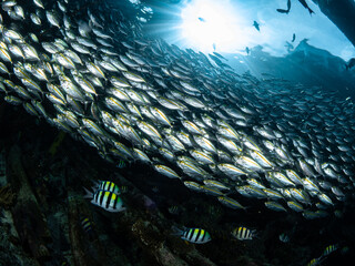 Unterwasseraufnahmen aus Indonesien Region Raja Ampat