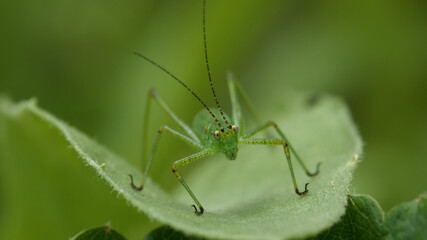 Macro shot of green grasshopper standing on green leaf.