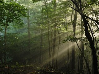 Obraz premium 森の中に光が差す