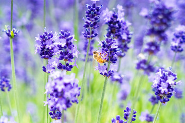 ラベンダーとミツバチ