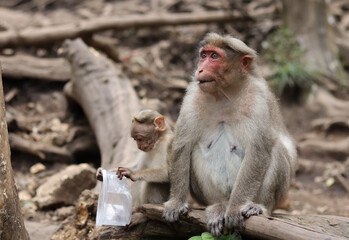 An image of a plastic box is being used by a baby monkey to suck its mouth while sitting next to its mother.