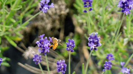 ミツバチとラベンダー
