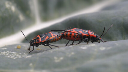 Close-up image of the European firebug, an insect belonging to the Pyrrhocoridae family, during the mating season.