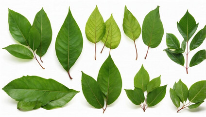 Fototapeta premium Set of Green Leaves from Javanese Treebine Isolated