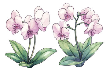 Fototapeta premium Beautiful illustration of delicate pink orchids, showcasing elegant petals and lush green leaves, perfect for floral designs.