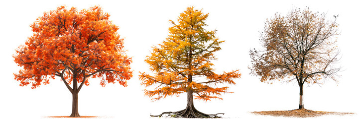 Set of autumn trees with fallen and red leaves isolated on a white or transparent background. Trees with fallen and red leaves close-up, front view. Graphic design element, nature, seasons.