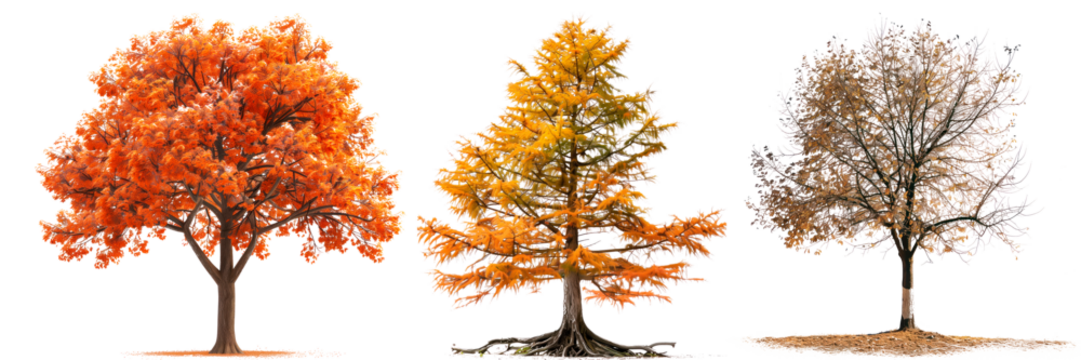 Set of autumn trees with fallen and red leaves isolated on a white or transparent background. Trees with fallen and red leaves close-up, front view. Graphic design element, nature, seasons.