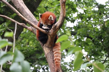 Fototapeta premium Red Panda at Dublin Zoo
