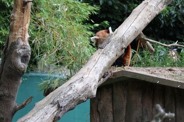 Red Panda at Dublin Zoo